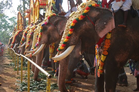 World famous classical pooram festivels in thrissur, kerala, india.  Elephant with Pageants showcase festive parade .no models in this photo only public people 