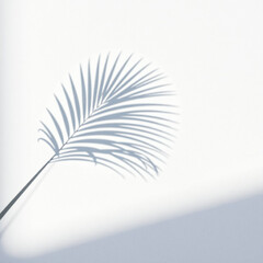 Fototapeta premium shadow palm leaf in the wind blowing overlay on white wall background wall textures