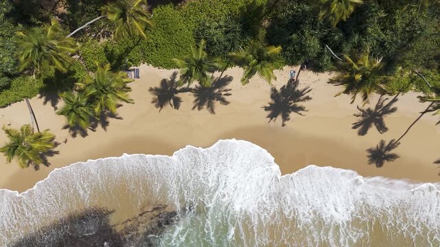 Aerial 4K drone overhead top-down view of a tropical beach with gentle waves and palm tree shadows on golden sand. Perfect for travel, nature, tropical, and beach vacation projects worldwide.