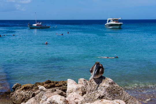 Pelicano marrom pousado em rocha &agrave; beira-mar em Cura&ccedil;ao, com &aacute;guas azul-turquesa ao fundo e turistas aproveitando o dia ensolarado no Caribe