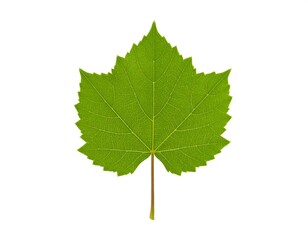 Green grape leaf against white