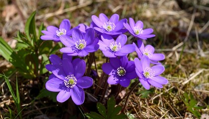 Fototapeta premium Cluster of vibrant purple wildflowers in a sunlit forest