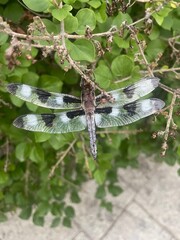 dragonfly on a branch