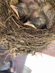 baby birds in nest
