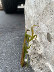 grasshopper on the ground