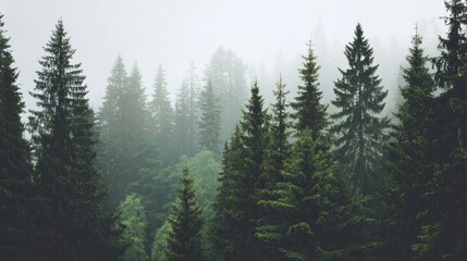 Obraz premium Misty forest canopy