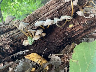 mushrooms in the forest