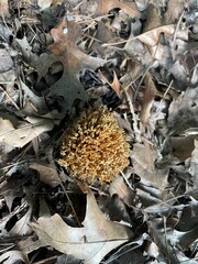 close up of a pile of dried mushrooms