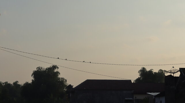 Wild birds perched on power lines at sunrise