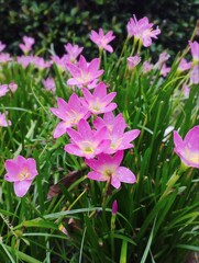 Obraz premium pink flowers 