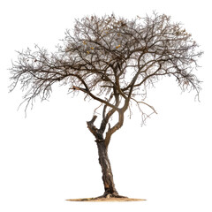 Obraz premium A gnarled, light gray tree against a black background. Its branches sprawl widely, with muted, pale yellow and brown details. The trunk is thick and twisted. Base is light tan