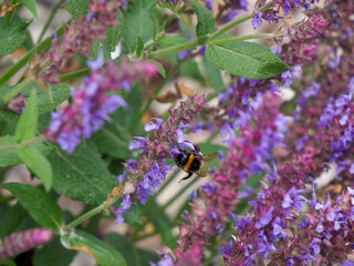 A dark bumblebee in motion, captured mid-air near delicate purple flowers, illustrating the dynamic process of pollination in nature.