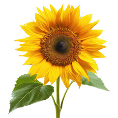 Obraz premium Vibrant sunflower with large, bright yellow petals and a dark brown center, set against a black background. Healthy green leaves accentuate the stem