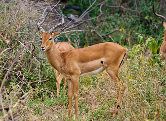 Male Impala with Curved Horns in Lake Manyara National Park
