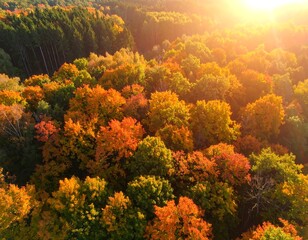 Aerial view of autumn forest canopy, vibrant reds, oranges, and yellows