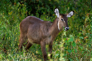 Waterbuck Eating Leaves in Lake Manyara National Park