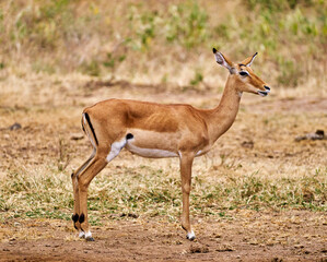 Impala Antelope in Lake Manyara National Park