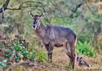 Waterbuck in Lake Manyara National Park