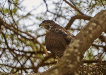 Brown Hawk in Lake Manyara National Park
