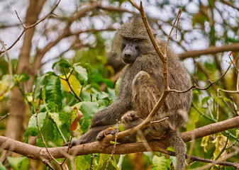 Baboon Sitting on Tree Branch at Lake Manyara
