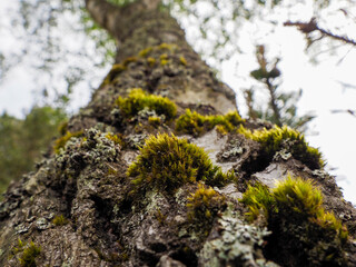 A close-up of a tree trunk heavily covered in vibrant green moss, showcasing intricate natural textures.
