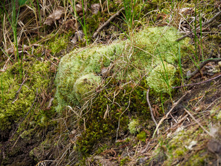 A macro view of vibrant light green moss and lichen covering the forest ground, showcasing intricate natural textures.