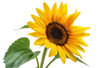 Vibrant sunflower head against black background