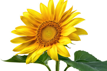 Fototapeta premium Close-up of a vibrant yellow sunflower with dark center, and green leaves