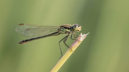 Dragonfly perched delicately on a plant stem against a soft green background