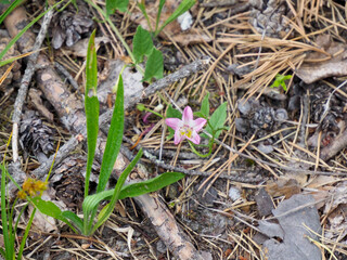 Fototapeta premium A delicate purple wildflower emerges from the dry pine needles and forest floor, symbolizing resilience and new growth.