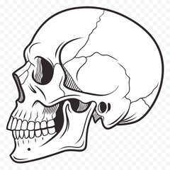 Detailed Vector Illustration of Human Skull Anatomical Drawing in Black and White Great for Medical or Educational Purposes