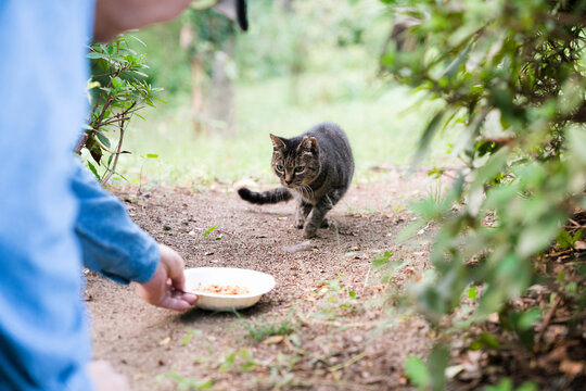 A stray cat being fed in a park in Osaka, Japan, surrounded by greenery. Close-up of a homeless cat cautiously approaching food outdoors.