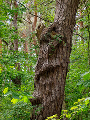 Close-up of an old tree trunk with gnarled bark in a sun-dappled forest, highlighting the resilience of nature.
