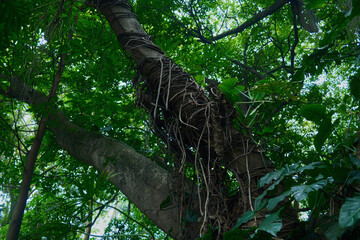 Fototapeta premium Thick Tree with Vines in Lush Green Forest