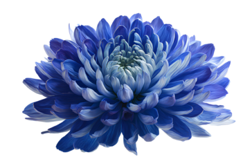 - Blue chrysanthemum flower, white background, in the style of clip art style, high resolution, high definition, no shadow