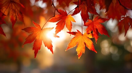 Autumn leaves bathed in sunlight.