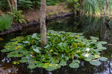 Fototapeta premium Cluster of green lily pads with white water lily flowers floating on a calm pond