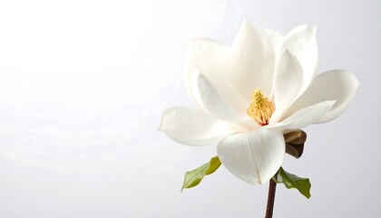 A single, white magnolia flower against a soft, light gray background
