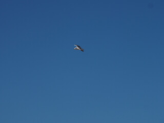 A single seagull gracefully soaring in the vast, cloudless blue sky, embodying solitude and freedom.