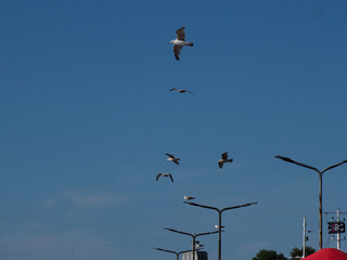 Seagulls in flight near city structures under a brilliant blue sky, portraying urban wildlife.