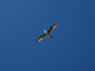 Obraz premium A solitary seagull gracefully soaring in the vast blue sky, embodying freedom and tranquility.