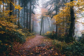 Obraz premium Foggy Autumn Forest Path with Yellow and Red Leaves