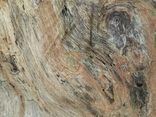 Close up of tree bark or wooden texture background. Natural abstrack background 