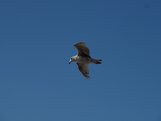 A majestic seagull glides effortlessly across a brilliant blue sky, its wings perfectly poised in motion.