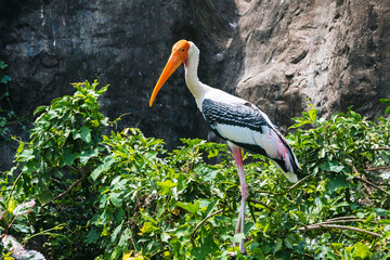 A shot of a painted stork bird standing on a rock.