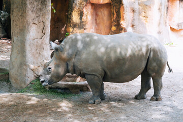 Fototapeta premium Grey rhino at the zoo on safari