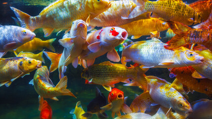 Lots of colorful koi fish swim in the aquarium. The concept of ornamental fish fighting for food