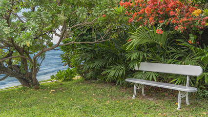 Obraz premium A white wooden bench in a tropical park by the ocean on a green lawn. Tropical tree, bushes, palm trees, blooming bougainvillea nearby. Mauritius. Resort. Hotel