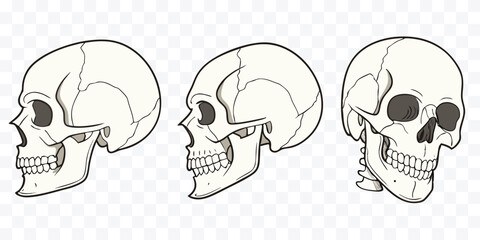 Three White Skull Illustrations From Various Angles Anatomical Skull Study Detailed Skull Outlines Medical Illustration Anatomical Accuracy Art