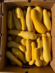 whole yellow squash in a box at farmers market 